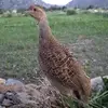 faisal sami - @faisalsami81 - TikTok