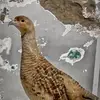 Faisal sami - @faisal.s.s.sami - TikTok