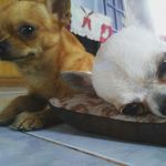 🐶Bruno🐶and🐶Faith🐶Bruno🐶and🐶Fei - @brunoandfaith - Instagram