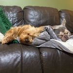 Faith & Bruno - @yorkiefaith._.frenchiebruno - Instagram