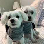 Casper and Faith - @casperandfaith_recuepups - Instagram