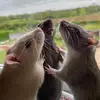 Faith De Witt - @faith.dewitt - TikTok