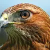 Hawk Faith - @hawkfaith8 - TikTok