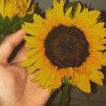 faith irwin 🌻. - @faithhsphotos - Instagram