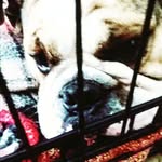 Savage dog - @meadowfaithirwin - Instagram
