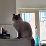 Faith - @faithjansen2011 - Instagram