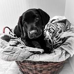 Faith McNeill Lanning - @lanningslens - Instagram