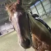 faith meyer - @faith.meyer0 - TikTok