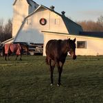 Dan and Faith Parrish - @sweetwater_equestrian_center - Instagram
