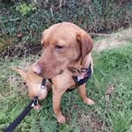 @faith_reddog - Instagram