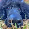 Faith Sumner - @sumner_timepoodles - TikTok