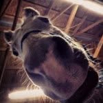 Faith Travis - @barrelracingatheart - Instagram