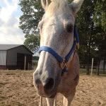 Faith Travis - @horses_are_my_lif_ - Instagram