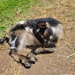 Faith Warner - @enchantingdreamsfarm - Instagram