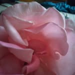 Faith Wise - @faith.wise.923171 - Instagram