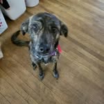 Faith_Wise - @thebestpuppoever - Instagram
