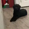 faith wolfe - @faith.wolfe8 - TikTok