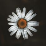 Faith Yang - Facebook
