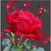 Faiz Mohammad - Facebook