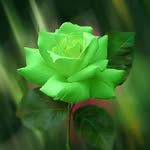 Faiza Arshad Babar - @faiza_babar_ - Instagram