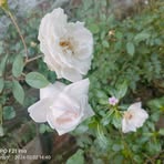 Faiza Khatoon - Facebook