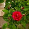 Faiza king - @faiza.king1 - TikTok