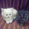 Faiza Munir - @faiza.munir8 - TikTok