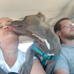 Fallon Giles - @for_thelove_of_my_dogs - Instagram