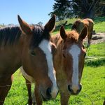 Kevin Maloney - @fallon_hills_ranch - Instagram