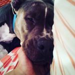 Fallon Kennedy Corbin - @fallonlovesfoxes - Instagram