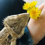 𝔽𝕒𝕝𝕝𝕠𝕟 𝕃𝕠𝕡𝕖𝕫 - @thrawnythebeardie - Instagram