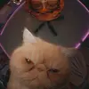 fallon - @fallonthenugget - TikTok