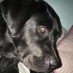 Maggie Fallon Peterson (doge) - @maggiefallonpeterson - Instagram