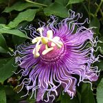 Anna Fallon-Pierce - @flora_fauna_food - Instagram