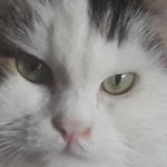 Fallon Savage - @newtiepatootiesmom - Instagram