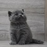 方舟專業貓犬舍 - @fanchoucattery - Instagram