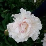 Fandy Lam - @fandy.lam.52 - Instagram
