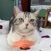 Lifangqi - @biuticat - TikTok