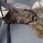 Fang Shiuan Shiu - @fangshiuanshiu - Instagram