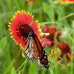 fannie carter - @naturewoman918 - Instagram