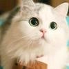Fannie Lin - @fannielin81 - TikTok
