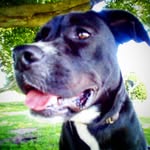 Fannie May - @fannie.the.rescue - Instagram
