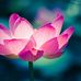 Fannie Moss - Facebook
