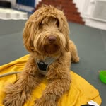 Luna Fannie Nelson - @luna_fannie_labradoodle - Instagram