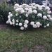 Fannie L. Owens - Facebook