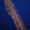 fanniesusana - @fanniesusana - TikTok