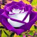 Fannie Townsend - Facebook