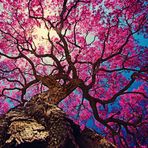 Fannie Yang - Facebook