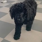 Cobberdog Fanny - @cobberdog_fanny - Instagram