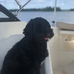 💗Fanny💗 - @fanny_the_cobberdog - Instagram